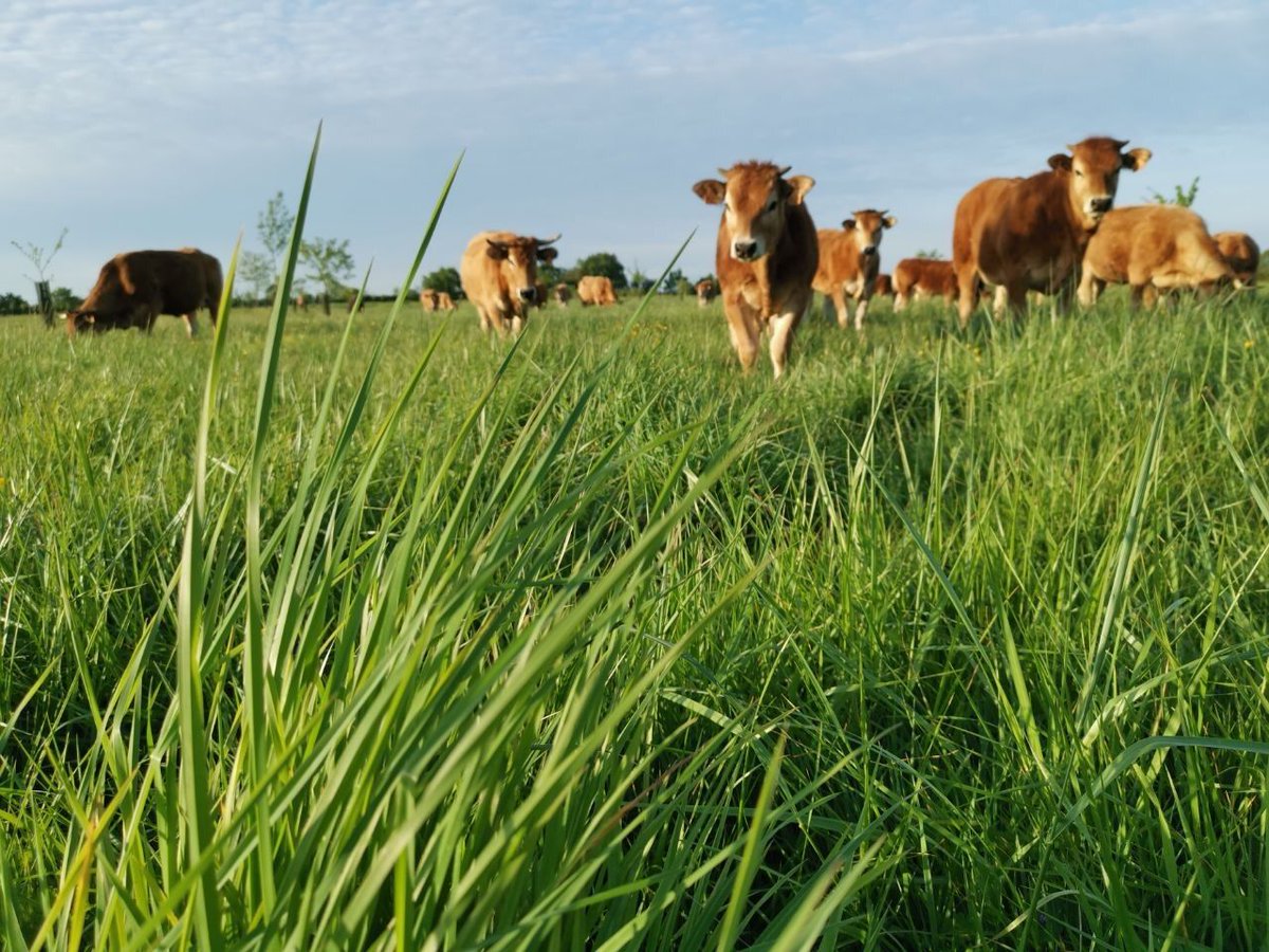 Vertes_Prairies's tweet photo. Hello !

Le petit post habituel pour vous informer que la prochaine vente de colis de viande bovine BIO aura lieu le 18 juin !

N'hésitez pas à commander pour préparer l'été 😉 
https://t.co/u50IBOB3Wm

En attendant passez un joli mois entre les ponts de Mai !

A bientôt
Jérémy https://t.co/kZkJOQir2r