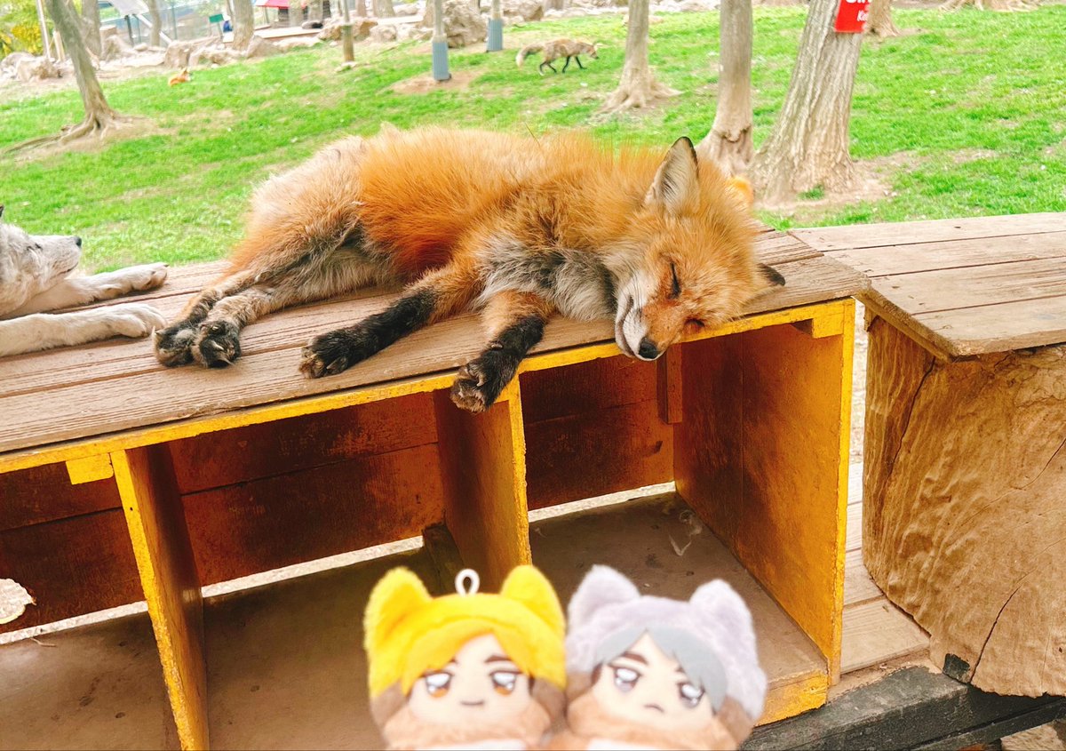 『さむ！きつねや！』
『きつねや！俺らといっしょや！』