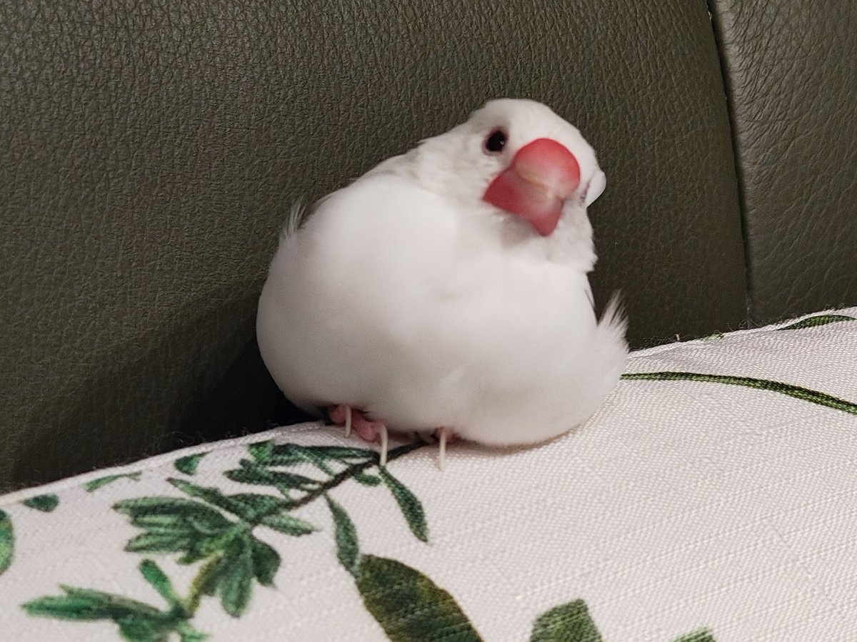 TKuhara's tweet photo. #首かしげ文鳥
眠そうなちびちゃんです。 https://t.co/fdsPZ7foAm