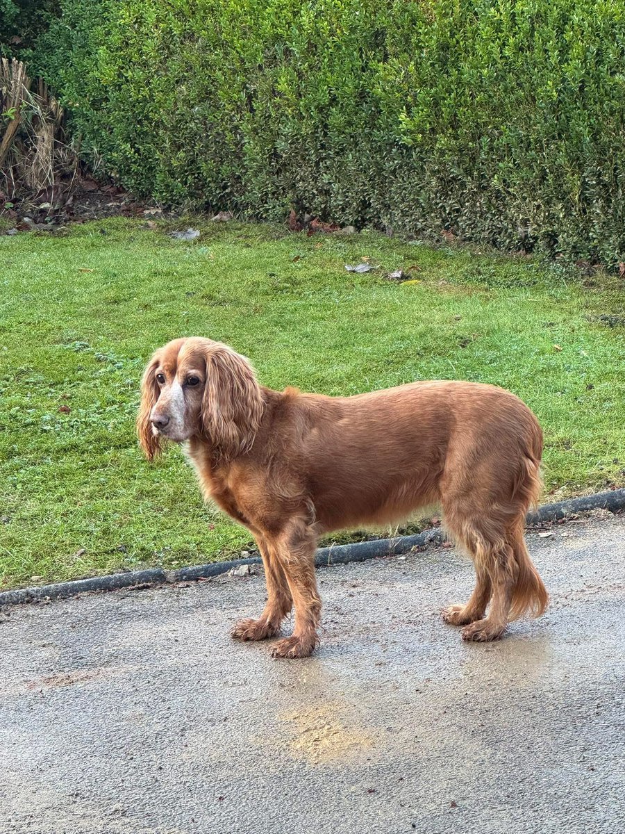 spaniel alert tweet media