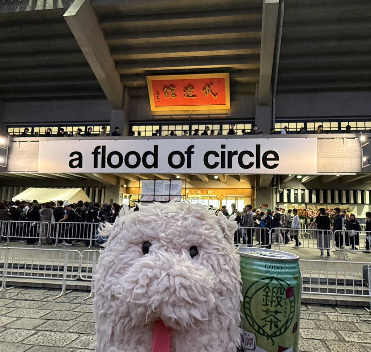 舐めた犬 tweet media