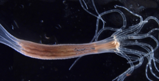 sciences_UNIGE's tweet photo. New research shows that life’s diversity is shaped not only by genes, but also by mechanical forces within tissues.

Congrats to our colleagues on this interdisciplinary breakthrough with the European Molecular Biology Laboratory 👏

🔗 https://t.co/p8vsNjqlyo https://t.co/pA9eYG8Yj3