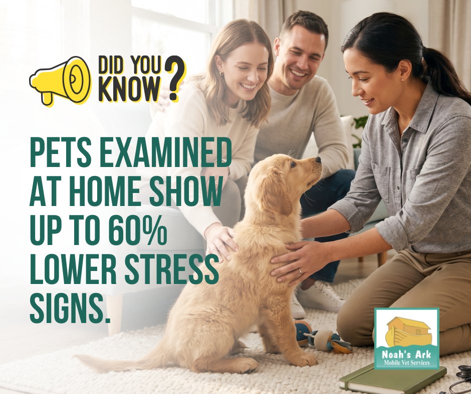 noahsarkmobile's tweet photo. At Noah's Ark Mobile Veterinarian Service, we've seen firsthand how much calmer pets are on their own turf — and that calmness leads to better, safer exams every time.

Experience the difference a home visit makes. Call or text 250-212-5069 to schedule yours today. https://t.co/tpcdKAKEyq