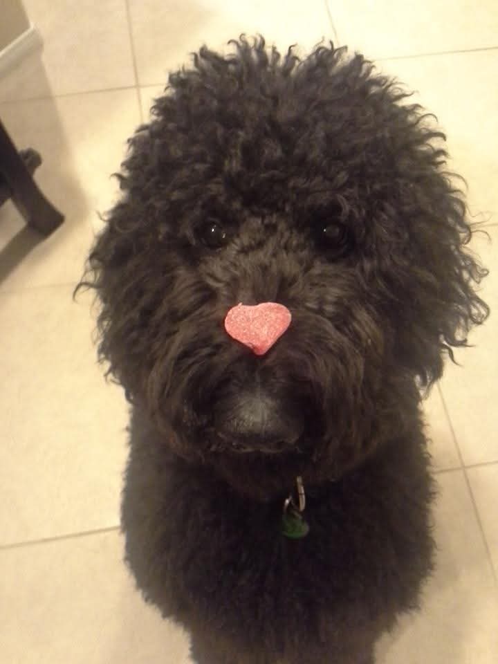 Forest_WC's tweet photo. I love you boy and I wish I could have had the chance to say goodbye to you. But thank you for living longer then any of our previous dogs so far. https://t.co/Njisi56duR