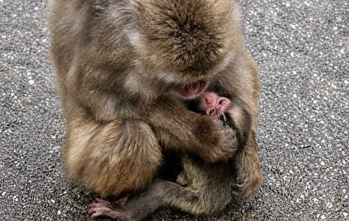 오늘 태어난 일본원숭이 아기 사진입니다 🐒👶🏻
수컷으로 보이지만 아직 확인 중이라고 합니다.

따뜻한 마음으로,조용히 지켜봐 주세요 🤎
