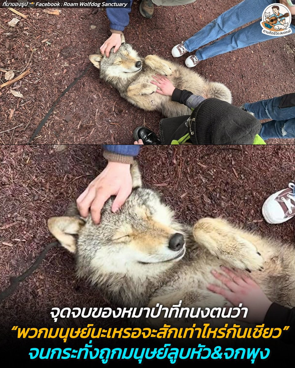 ตามติดชีวิตAnimal tweet media