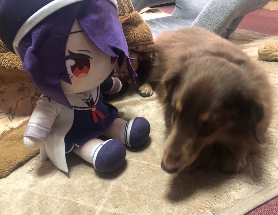 たまちゃん、ウチの子だよ🐶 #音霊魂子