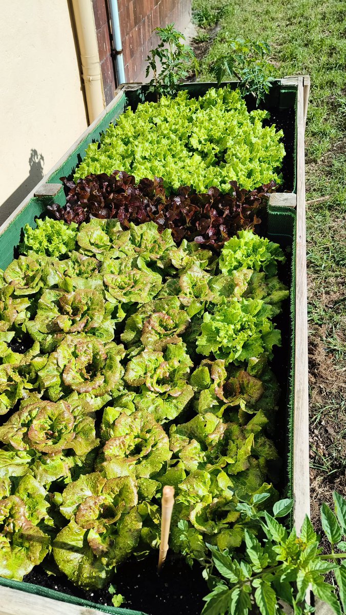 ceipramonsagra's tweet photo. A calor de abril e as chuvias de maio fan medrar a reo a nosa horta, chea de repolos, leitugas, pementos, tomates, xudías... #VozNatura #EducacionAmbiental 🫛🍅🥬 https://t.co/wgS1SmFNmG