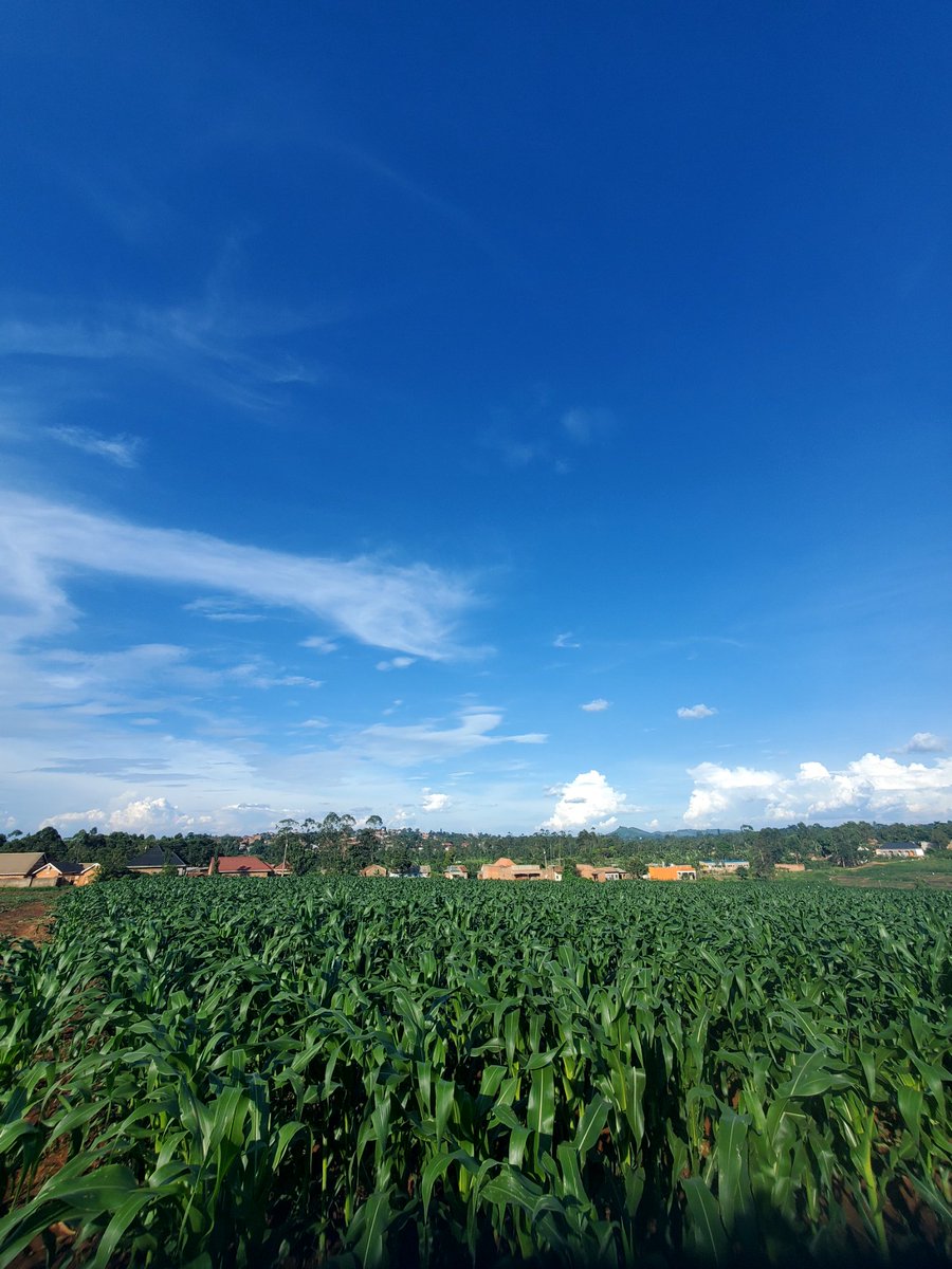 SAJJABICOLLIN2's tweet photo. Maize-ing views today 🌽🔥 https://t.co/jASVhOPKQL