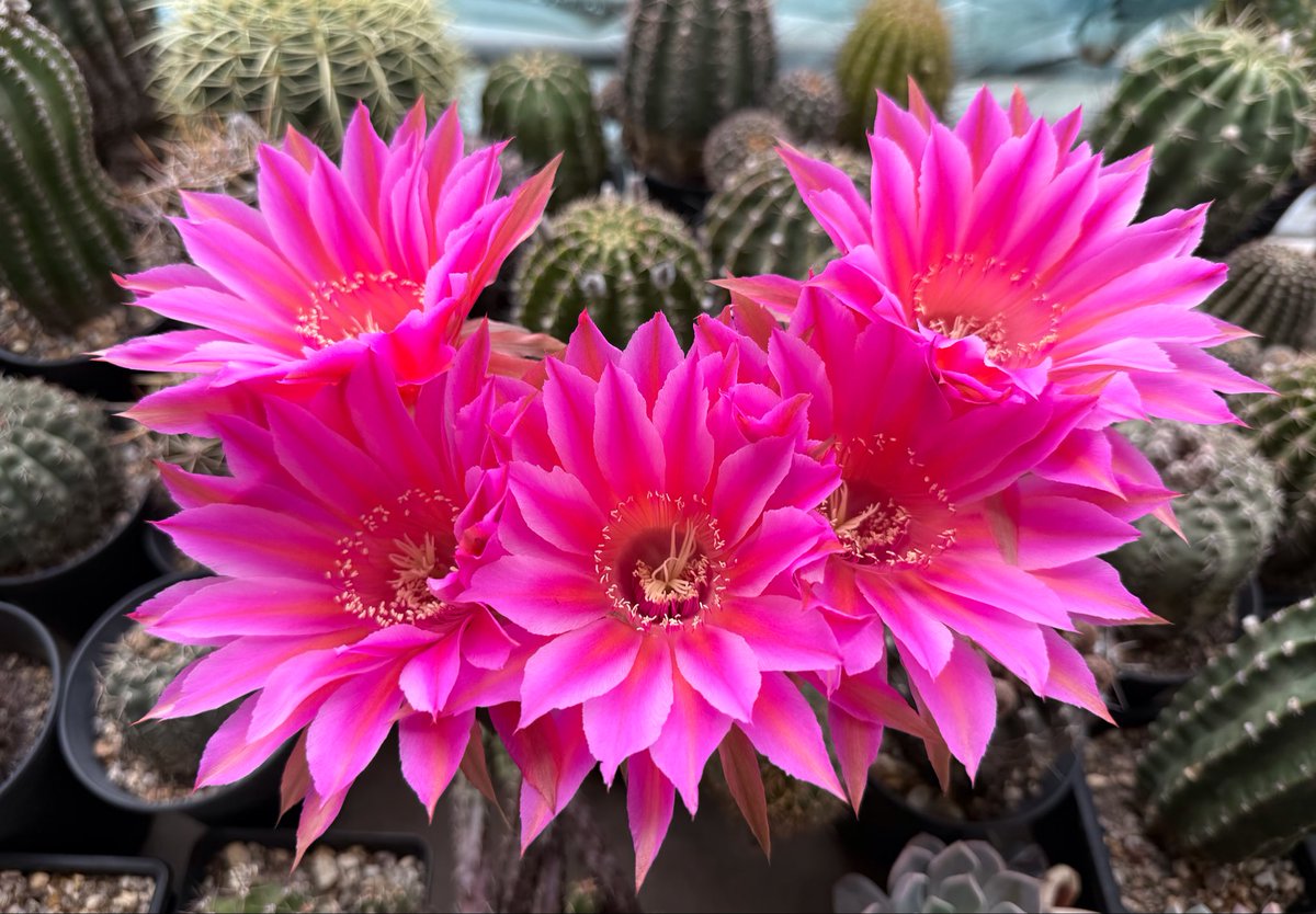 lnf003's tweet photo. 最美的季节 https://t.co/s1uDiwuxXm