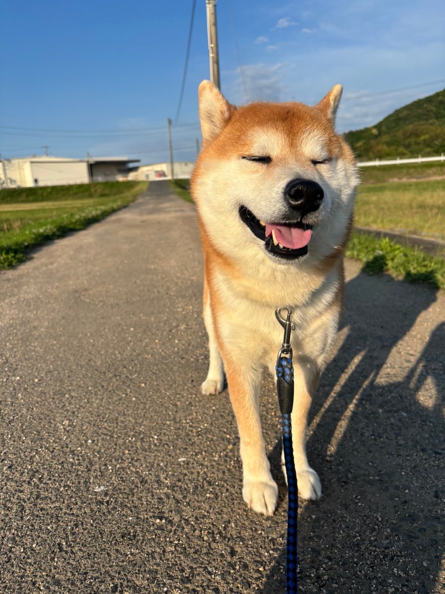 風が気持ちいい🐕✨