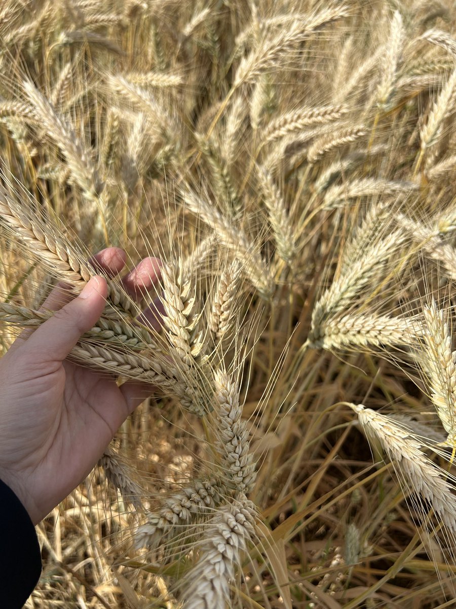 Cooperativas Agro-alimentarias de Andalucía tweet media