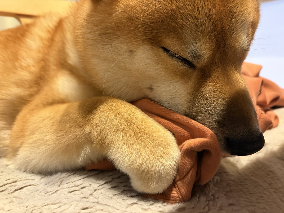 豆柴の大和🐶 tweet media