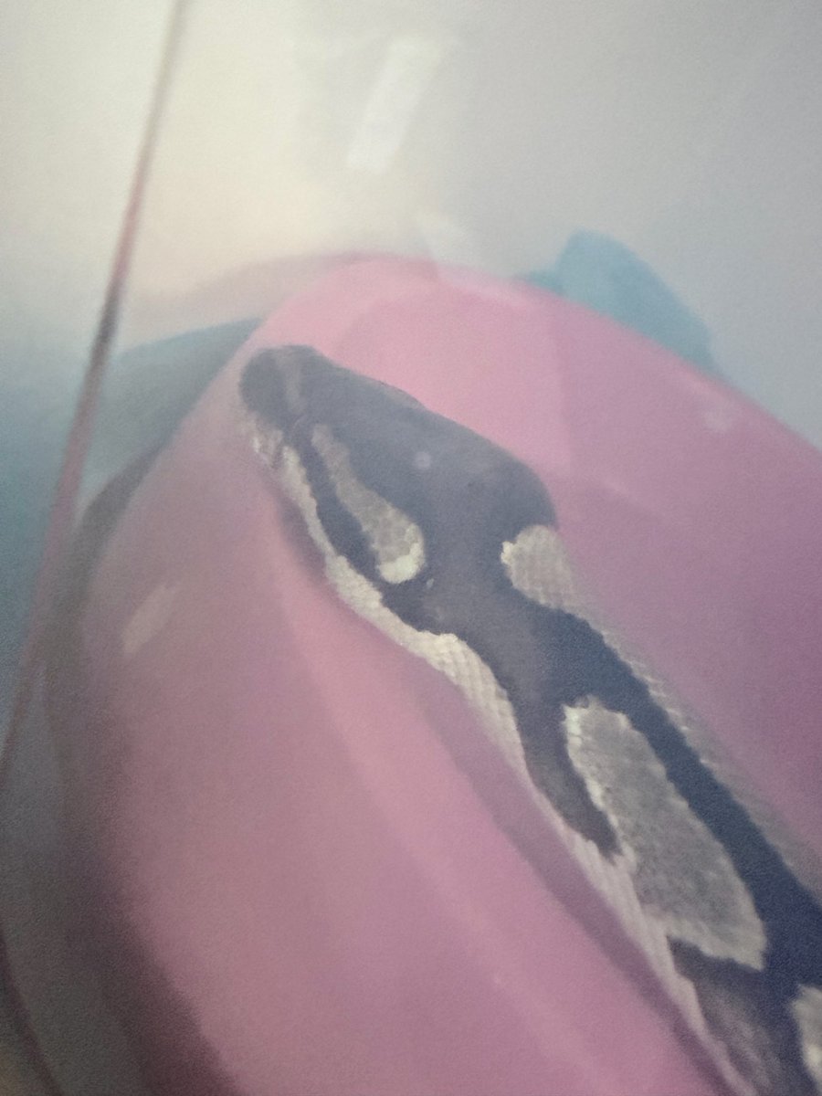 ap094_tw's tweet photo. 昨晚阿傳被🐍的大女兒咬耳朵
奇妙

附圖是大女兒的蛇照會怕不要點(◐‿◑) https://t.co/aEaIdlsWzv