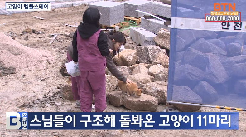 "묘적사는 고양이와 함께하는 템플스테이를 통해 사찰을 더욱 편하게 경험할 수 있는 방식을 시도하고 있습니다. 고양이와의 자연스러운 교감이 낯선 사찰에 대한 거리감을 줄이고 마음을 열게 만들기 때문입니다."(뉴스보기: btnnews.tv/news/articleVi…)