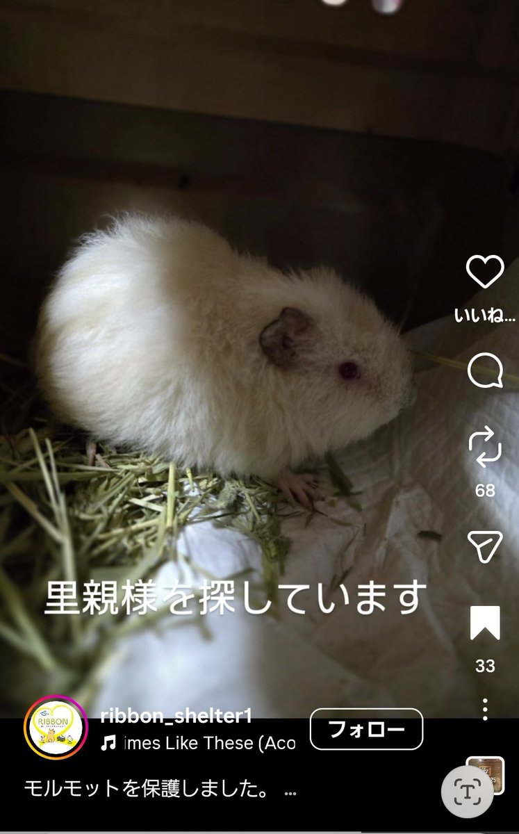 モルモットの多頭飼育崩壊が起きているそうです。

里親さんになれる方は↓にご連絡お願いします。
instagram.com/ribbon_shelter…