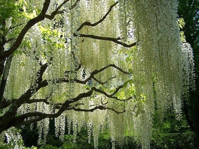 blossom. tweet media