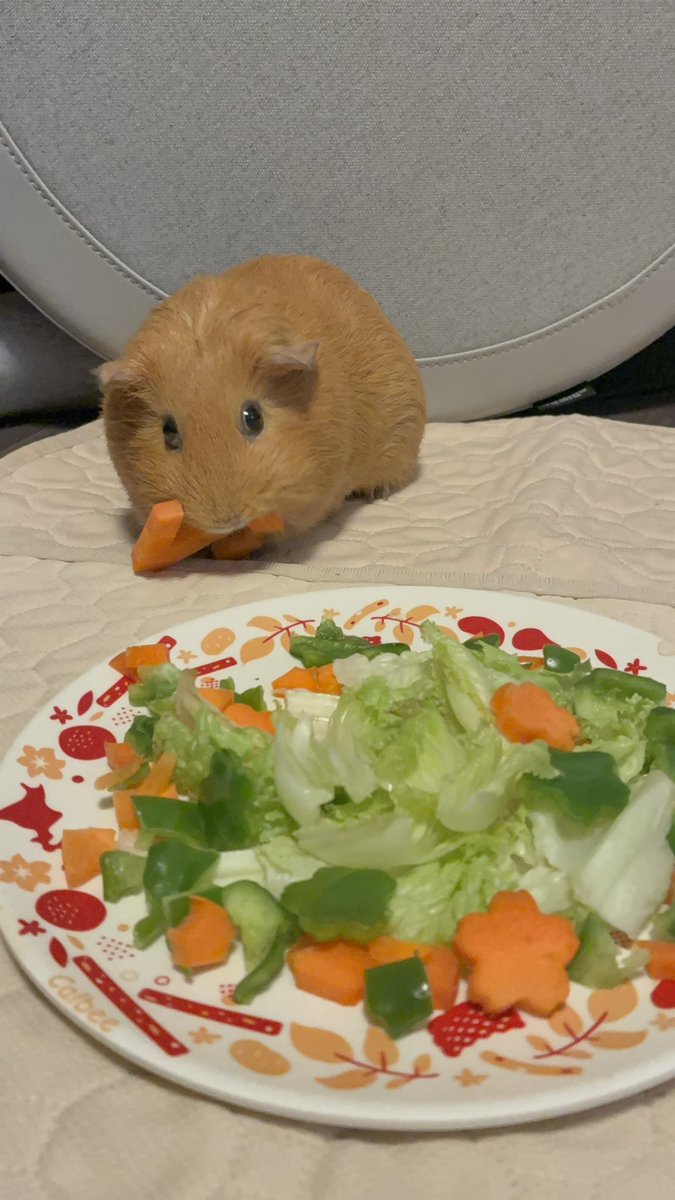 山盛りペレット tweet media