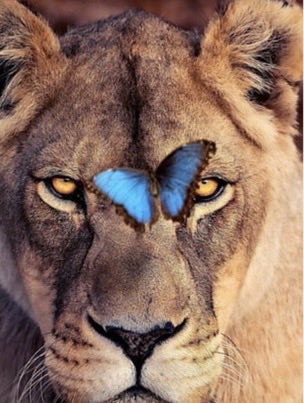 Keka_Keka_Keka (Mavi Tik ;)👻🦋🦁💙🪷🐢 tweet media