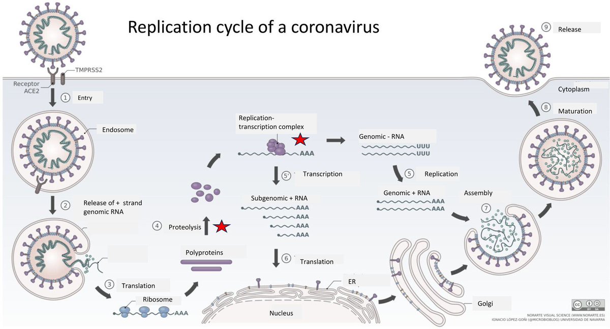 Microbial Biotechnology (MBT) tweet media