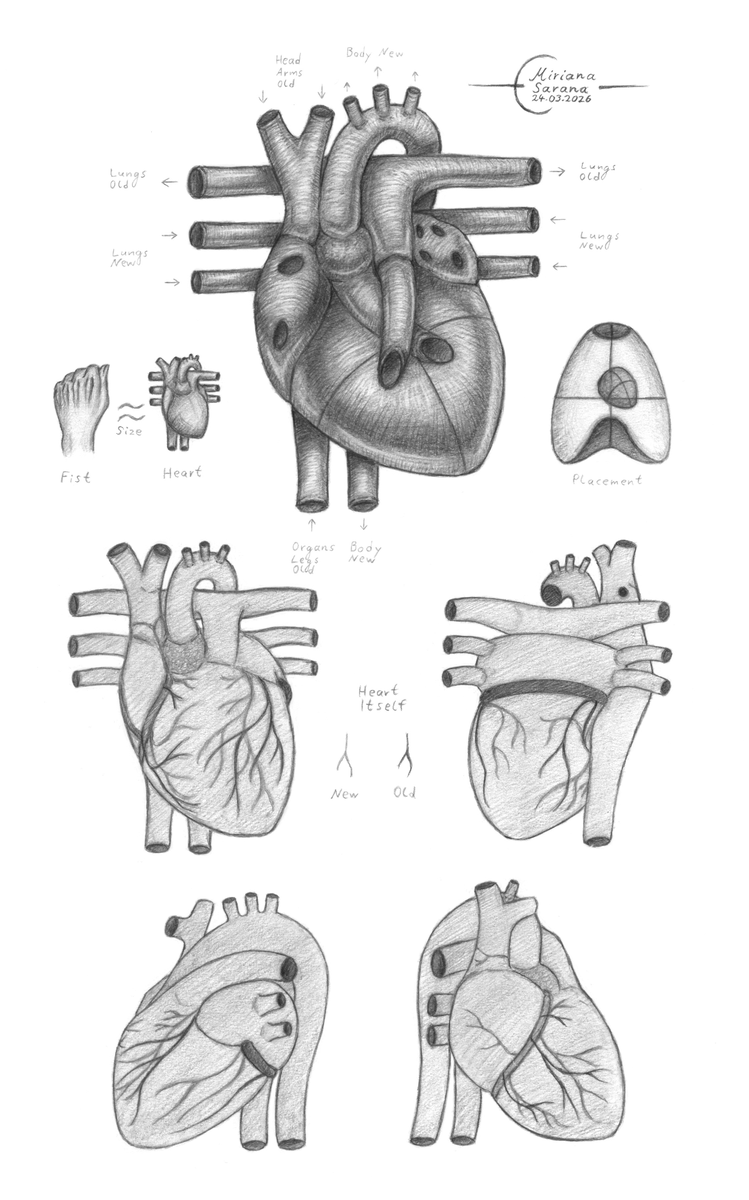 MirianaSarana's tweet photo. - Heart -
Some simplified drawings of the human heart that I can use as references for my artworks.
#art #artwork #traditionalart #drawing #heart #anatomy #anatomyart #graphite #pencilart #anatomyreference #anatomystudy https://t.co/vPW4Zt4G0P