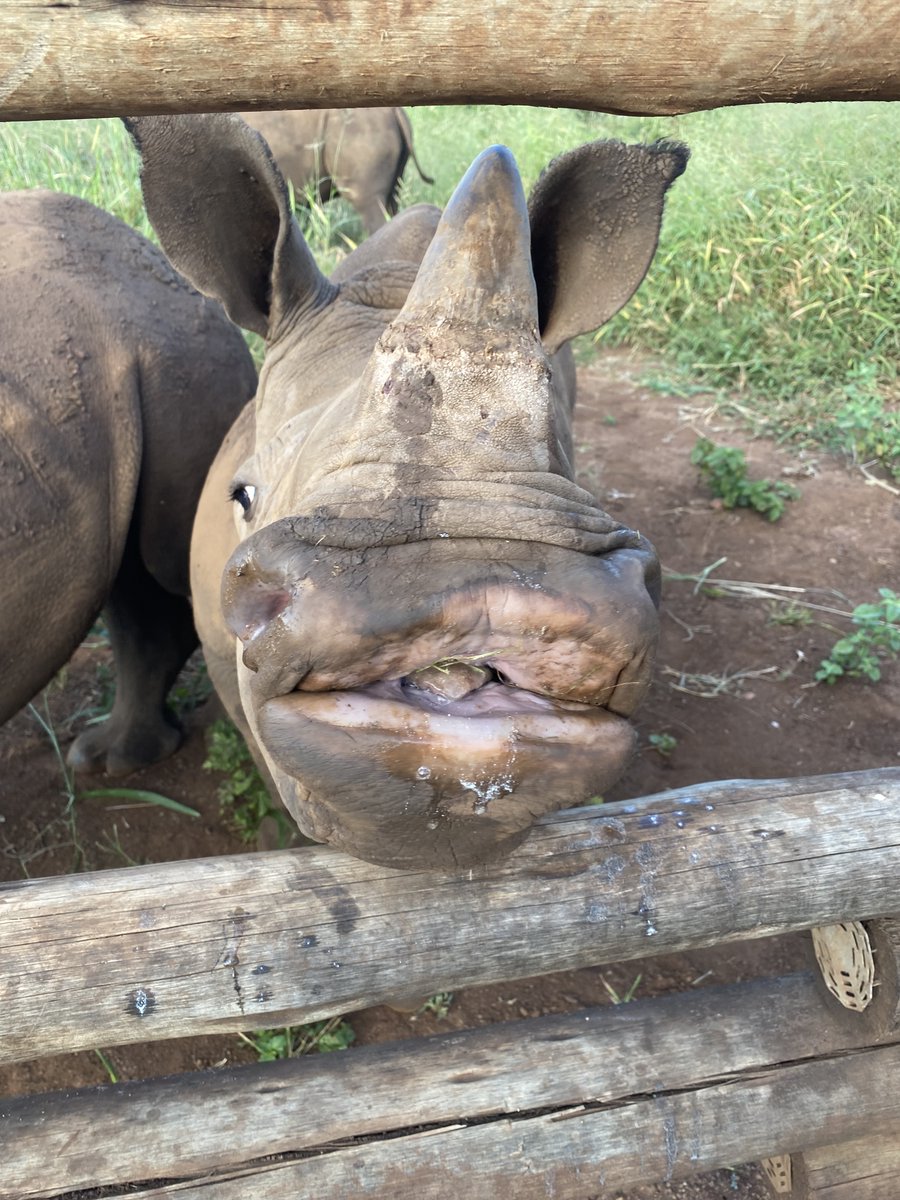 HelpingRhinos's tweet photo. Marking #rhinoorphan Lila's first rescue anniversary 🎉 At just 2 months old she came under the care of our orphanage team after her mother died from an illness. One year on she's thriving, brightening everyone's day with her antics and big personality!
https://t.co/CyrzQdwPES https://t.co/AXfd9o5KPd