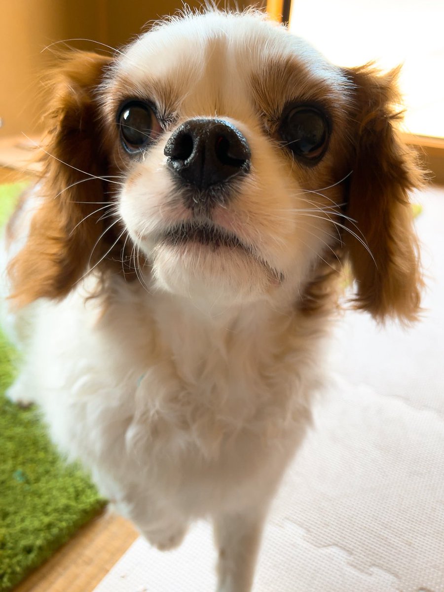 ゆり🐶飼い主（妻） tweet media