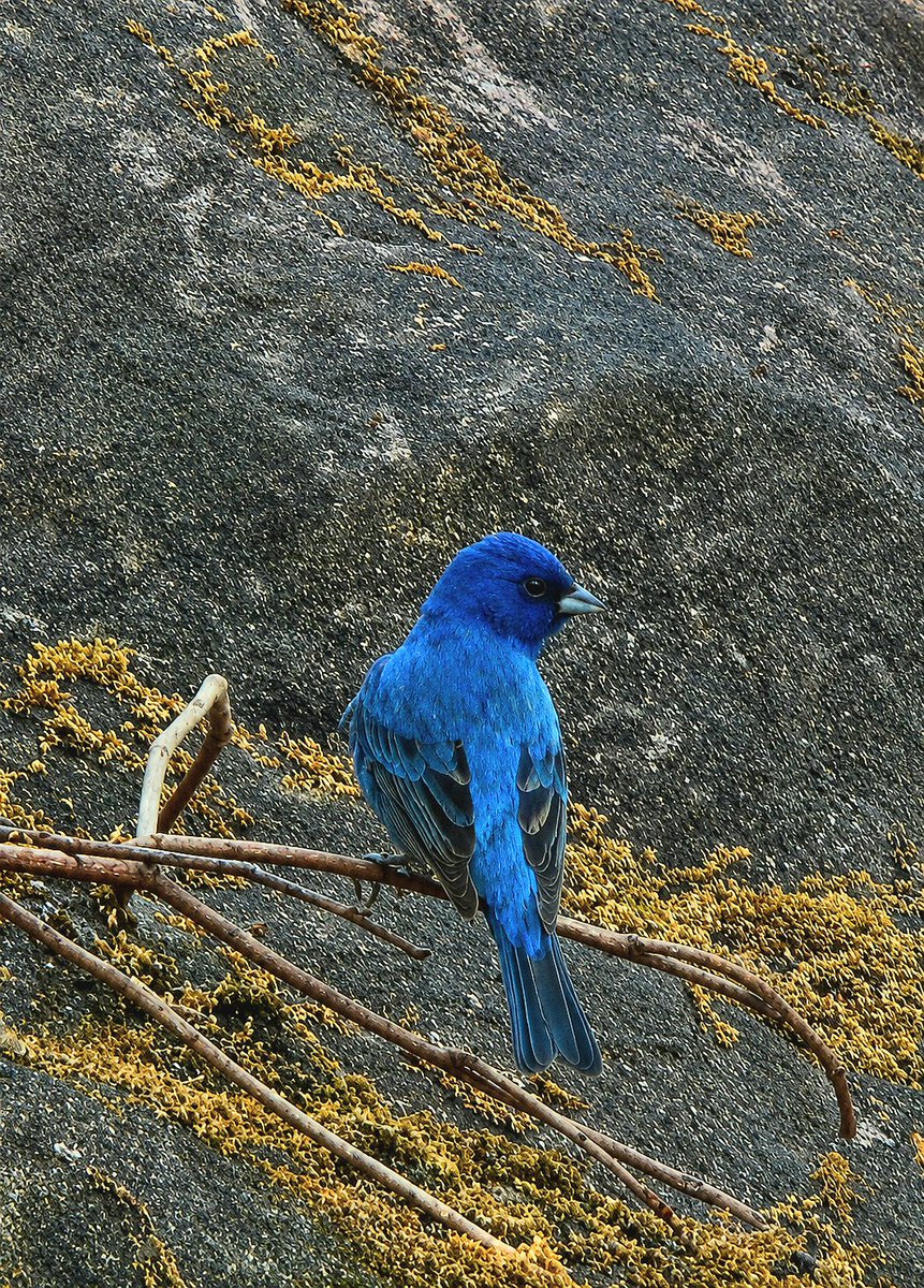 Tweet The Bird Ben tweet media