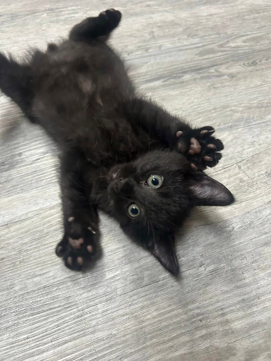 Black cats are not bad luck tweet media