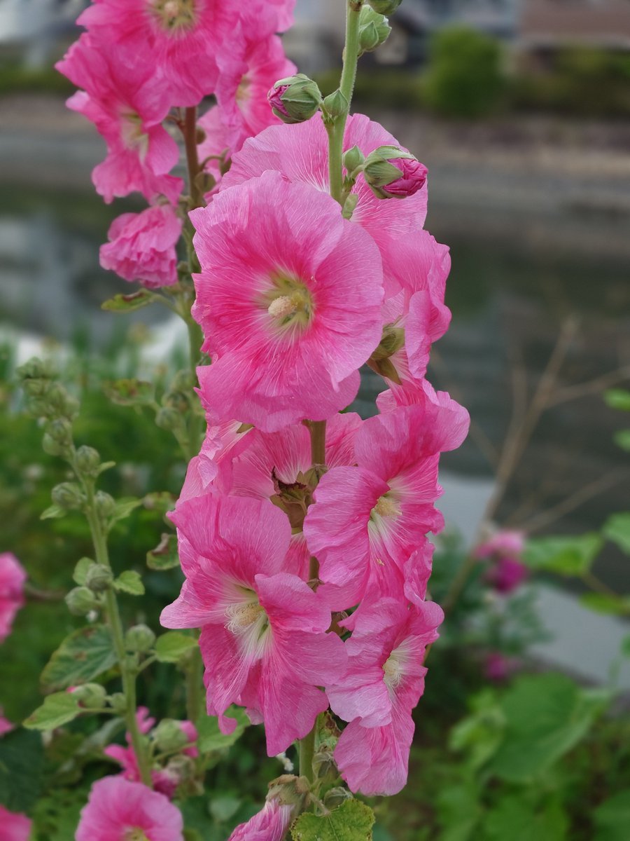 夕さんぽ🌸
