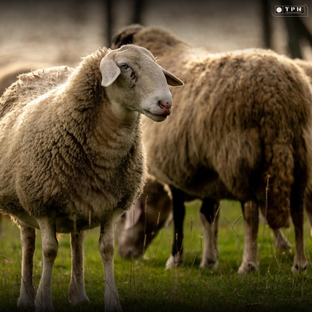 🌐 ᴛʜᴇᴘᴏʟᴀɴᴅɴᴇᴡs 🌐 tweet media