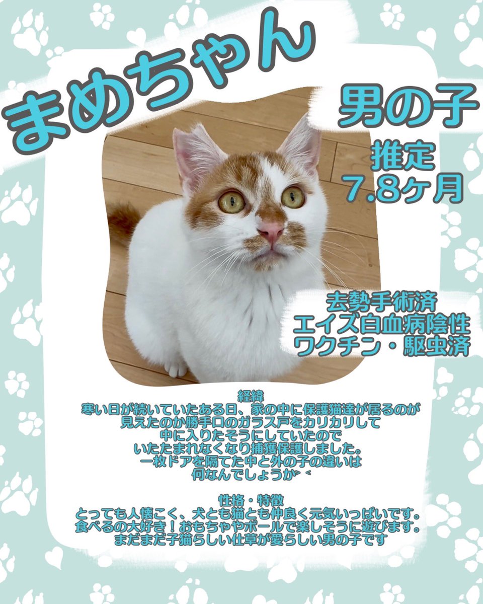 juso_sakuraneko's tweet photo. 【拡散希望】

大阪市　保護猫の譲渡会のお知らせ

5月10日（日）13時半〜16時

大阪市淀川区野中南2-1-5
大阪市立淀川区民センター3階

阪急十三駅西口から徒歩7分
（西口50m先の大きな交差点を渡らず
右に曲がり直進してください）

家族を探して、可愛い保護猫達が参加します💖

1才〜5才くらいまでの
共に暮らしやすい
人間大好き❤
体調も安定した
馴れ馴れの子ばかりです✨

猫の家族をお探しの方
是非、お気軽にお立ち寄りください🙏

猫たちと会場でお待ちしております✨

大変厚かましいお願いでございますが
多くの方のお目にとまり

全ての参加猫が良縁を掴めますよう
拡散のお力添えをいただけると嬉しいです✨