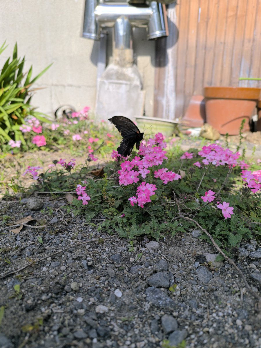 花と蝶🦋？いいなと、思うメンタルになりました。