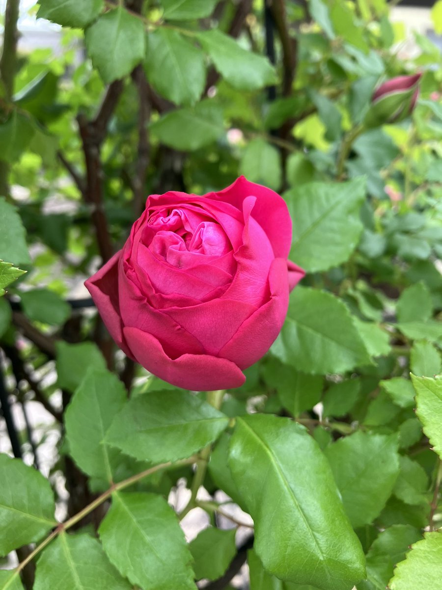 今日はオタ友たちと恒例のお友達のお家の春のバラ🌹を愛でて（まだ咲きはじめでしたがめちゃ綺麗〜）そのあとごはんたべていっぱいおしゃべりしてきました✨めちゃくちゃ楽しかったです〜〜