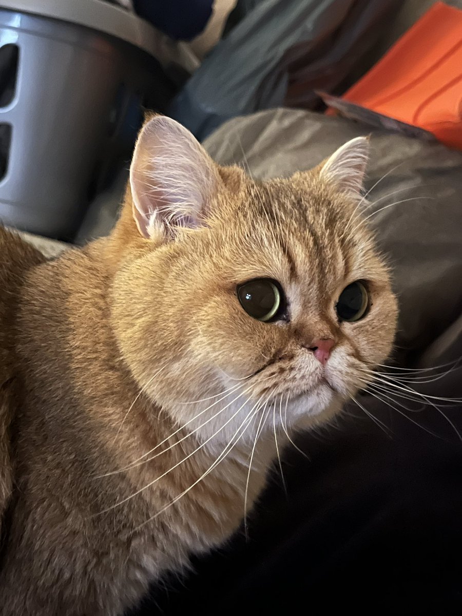 CrunchieKitty's tweet photo. i’m finally posting again? i mean… meow meow https://t.co/4WjbAf4krn