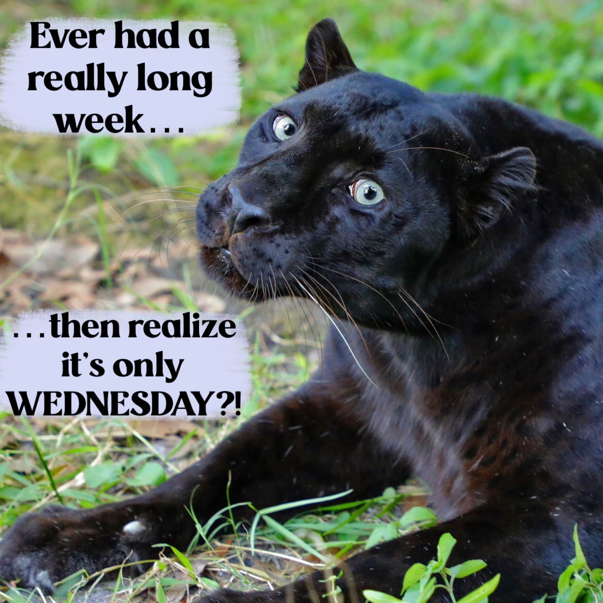 BigCatRescue's tweet photo. “Ever had a really long week…then remember it’s only WEDNESDAY?!”

#JinxLeopard #BigCatRescue #Leopard #Wednesday #Week #True #Funny https://t.co/1qoJaAe9lc
