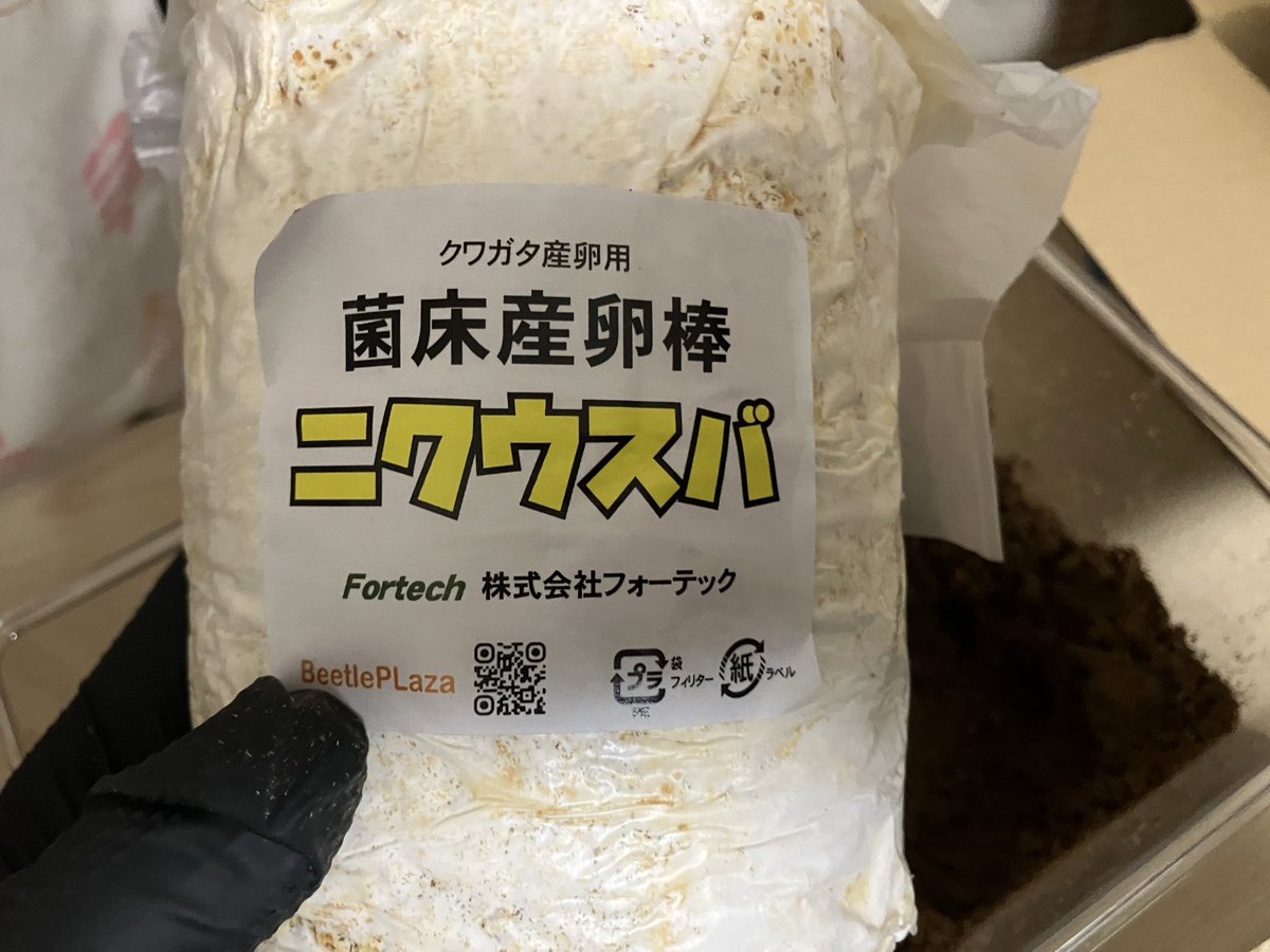 Keihin Dorcus Laboratory tweet media