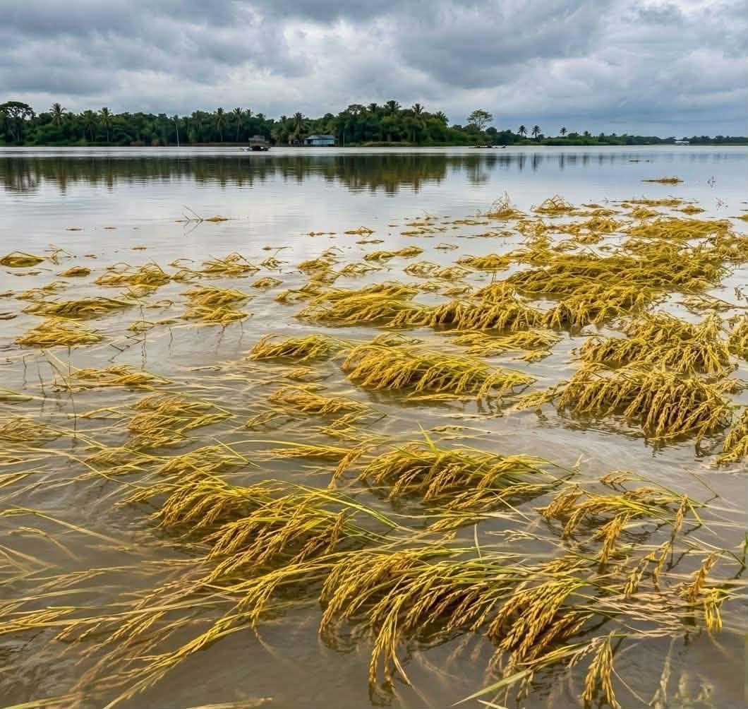 UKinBangladesh's tweet photo. The UK is providing £250,000 via @StartFundBD to support over 25,000 recently flood‑affected farmers in the northeast region. We are also proud that @metofficeUK data is strengthening Bangladesh’s flood forecasting &amp; early warning systems to enable earlier, more accurate alerts. https://t.co/t0tIWeNnG9