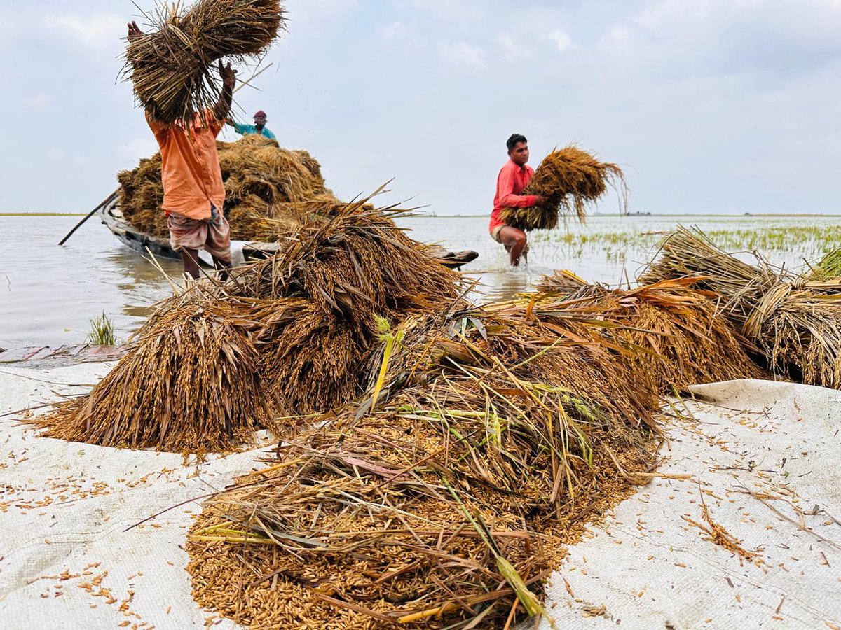 UKinBangladesh's tweet photo. The UK is providing £250,000 via @StartFundBD to support over 25,000 recently flood‑affected farmers in the northeast region. We are also proud that @metofficeUK data is strengthening Bangladesh’s flood forecasting &amp; early warning systems to enable earlier, more accurate alerts. https://t.co/t0tIWeNnG9