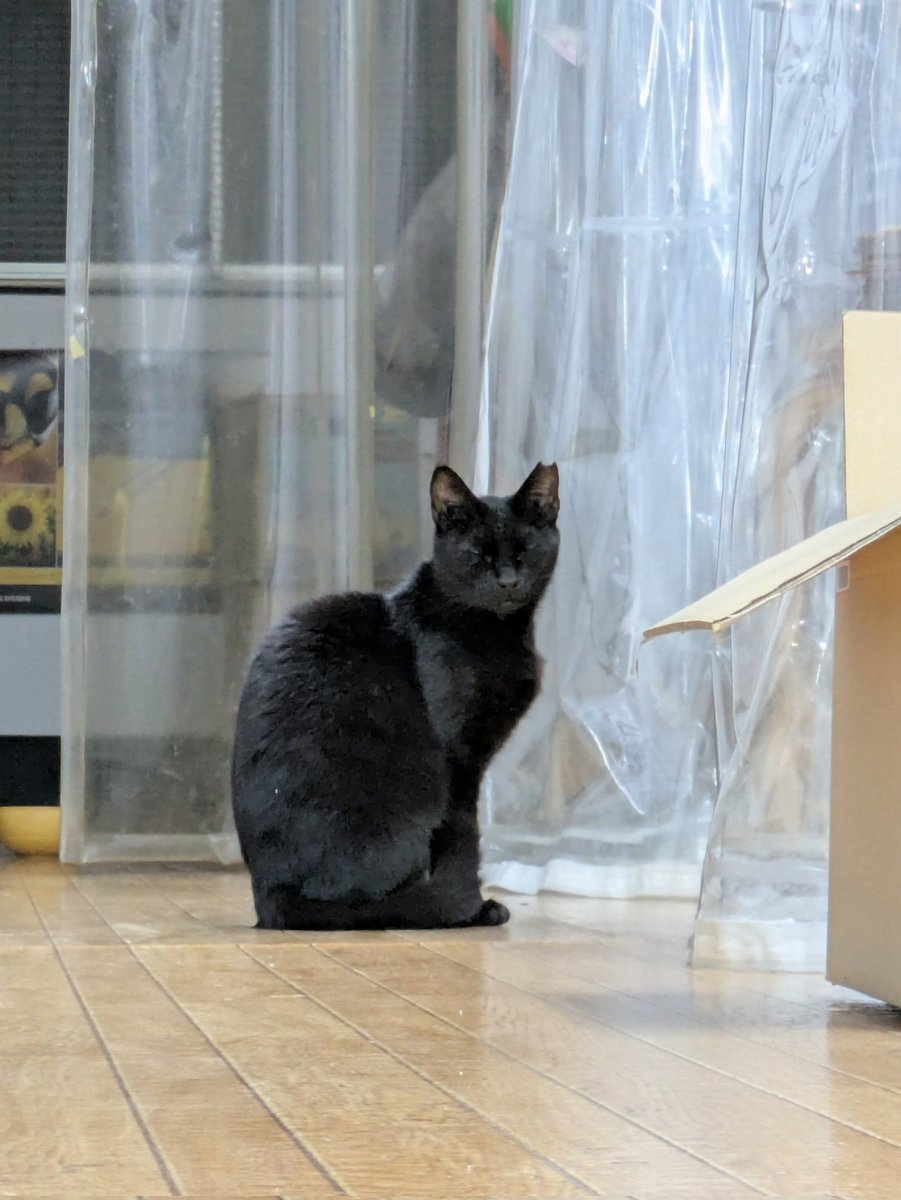 今日のぼんちゃん（地域猫）は、至近距離2メートル程まで近づけました