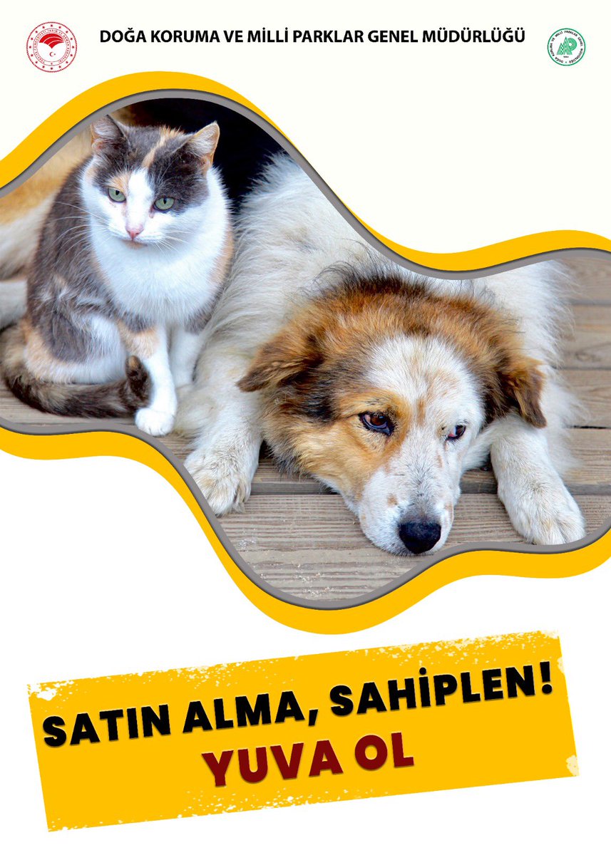 Satın Alma, Sahiplen!