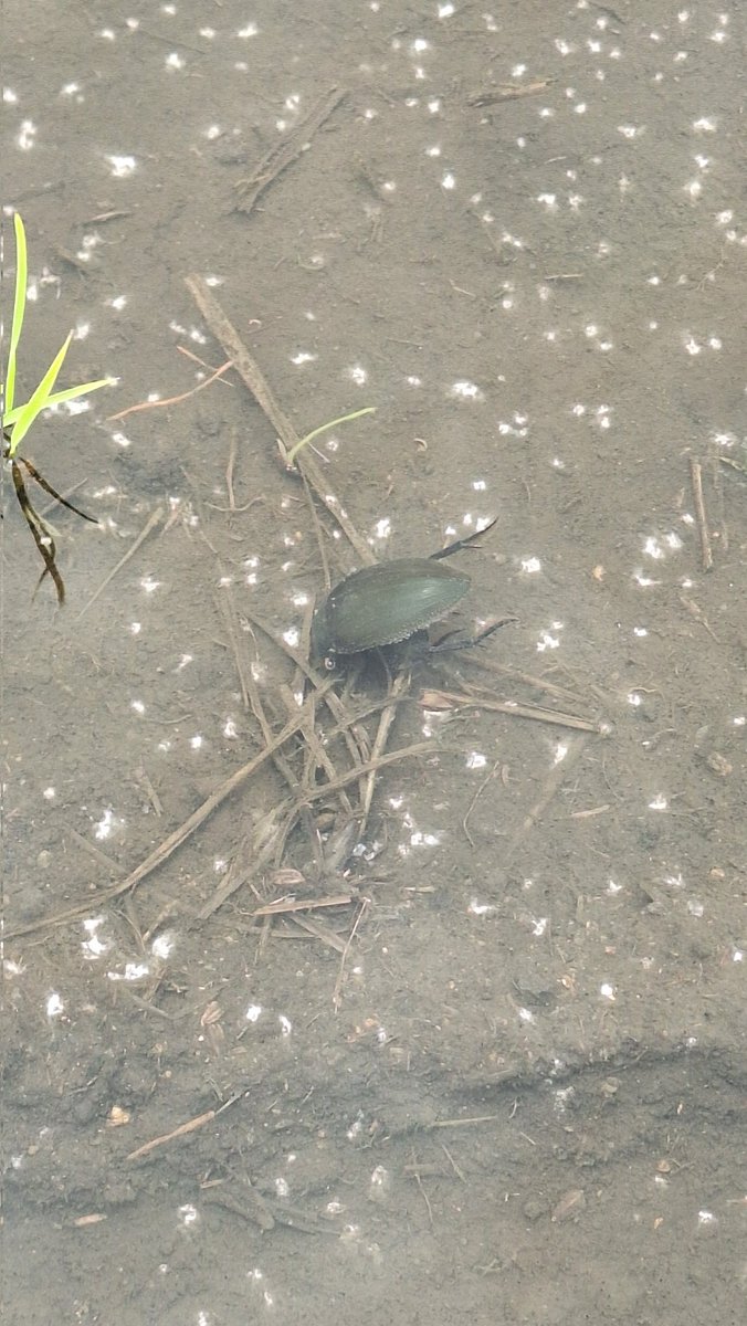 人生初タガメ✨
新規開拓で素晴らしい環境をみつけました👍