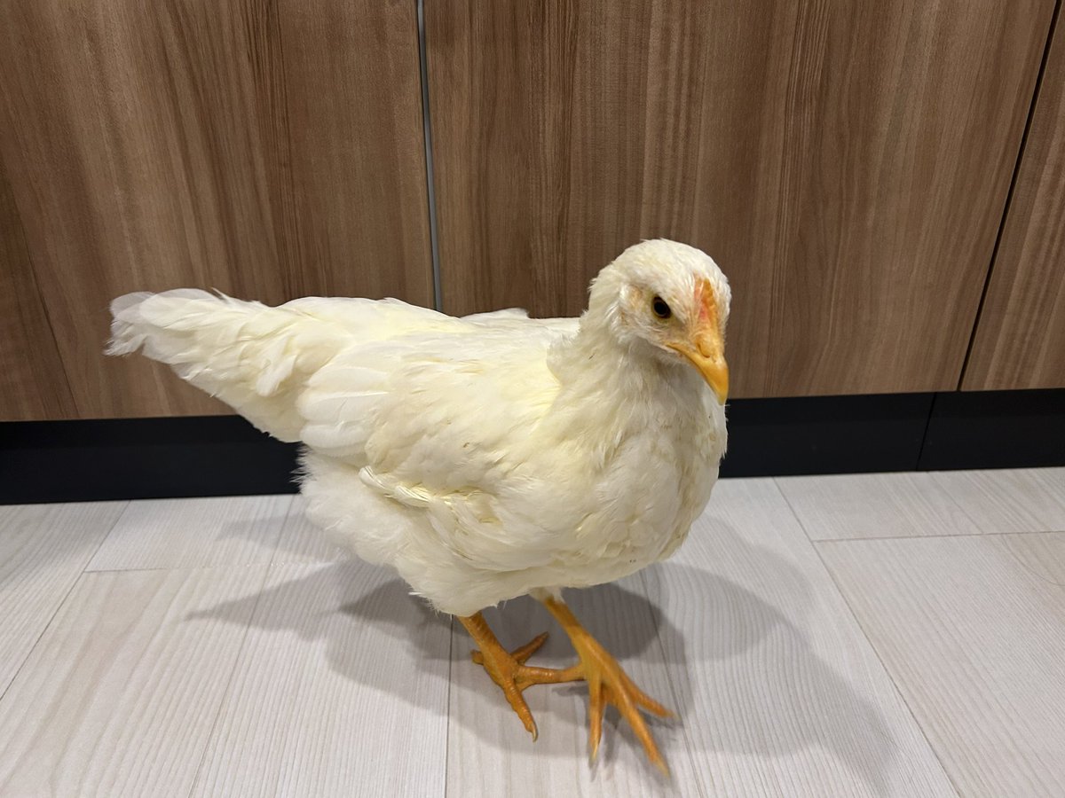 れなちん tweet media