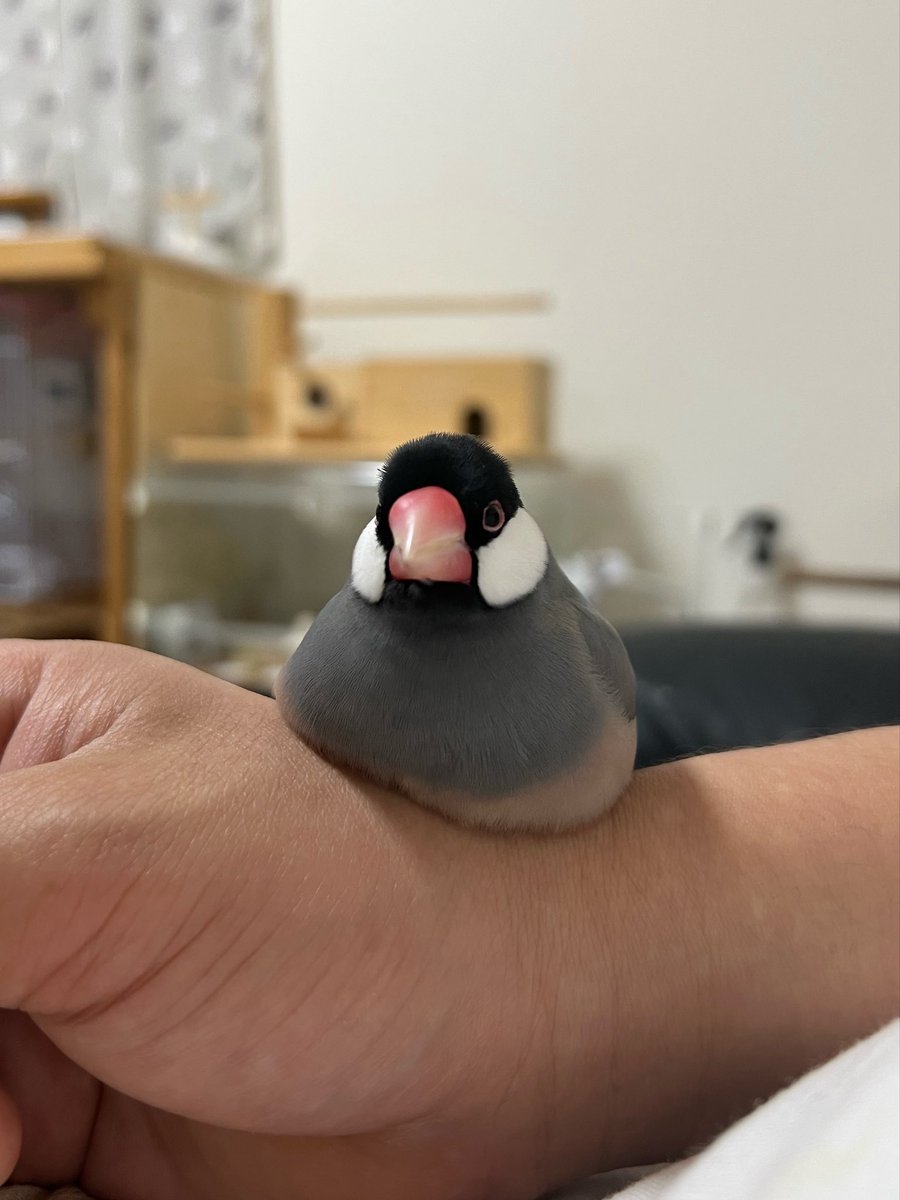 白文鳥のコッコ tweet media