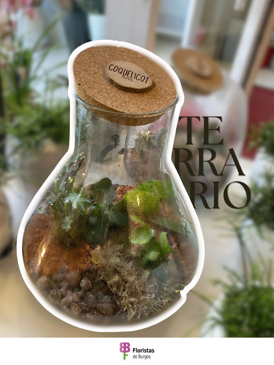 flojabur's tweet photo. ¿Cómo sobrevive un jardín dentro de un frasco de vidrio? 🧐🧪
¡Es pura ciencia! Gracias al ciclo del agua, las plantas en los terrarios crean su propio microclima. El agua se evapora, se condensa en las paredes y vuelve a caer para regarlas.
🌸 @Coquelicotflores
#terrarios https://t.co/LAAT83Q3GB