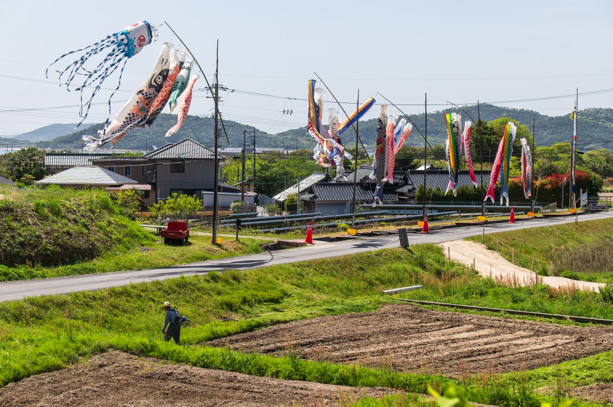 kurumaebi_aio's tweet photo. 里の鯉のぼり　毎日上げ下げする地元の方々に感謝です
  #nikon #D780 #photography #写真 #山口市  #鯉のぼり #yamaguchi #carp https://t.co/DhvvBZATTG