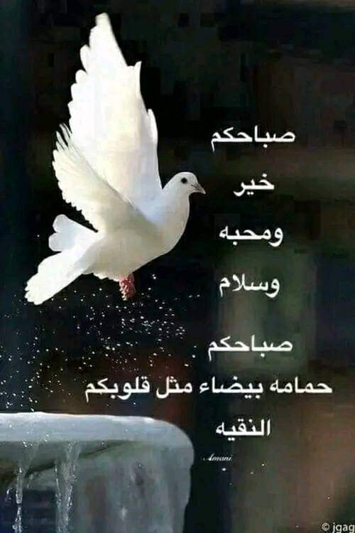 Soka ᗢ tweet media