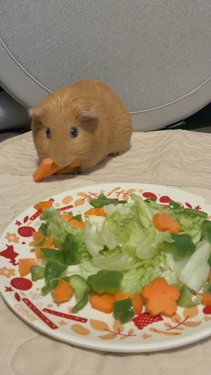 山盛りペレット tweet media