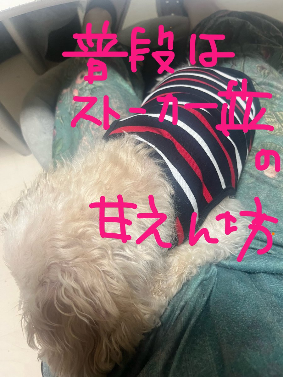 ぽんぷー♡ tweet media