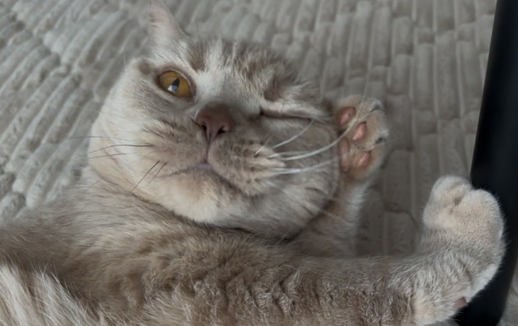 たまにはセクシーな猫でも
